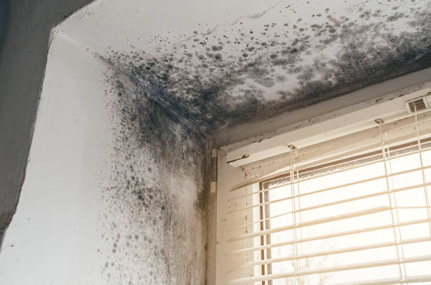 Affordable Commercial Mold Remediation solutions in Woodbine, GA